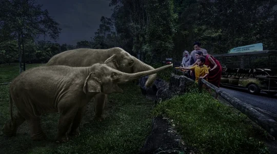 ナイトサファリ